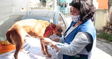 Equipe resgata cadela que sofria maus-tratos