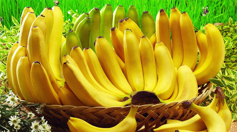 Dia da Banana