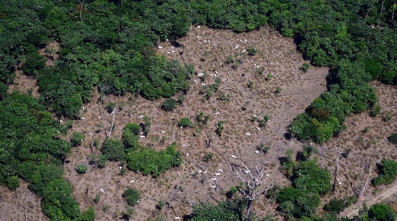Um Google para saber do desmatamento da Amazônia