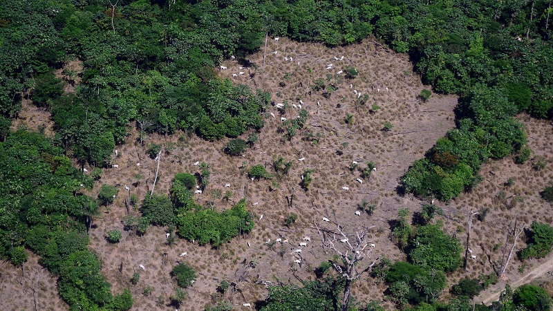 Um Google para saber do desmatamento da Amazônia