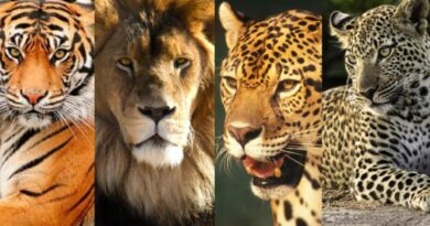 Felinos, Tigre, Leão, Animais