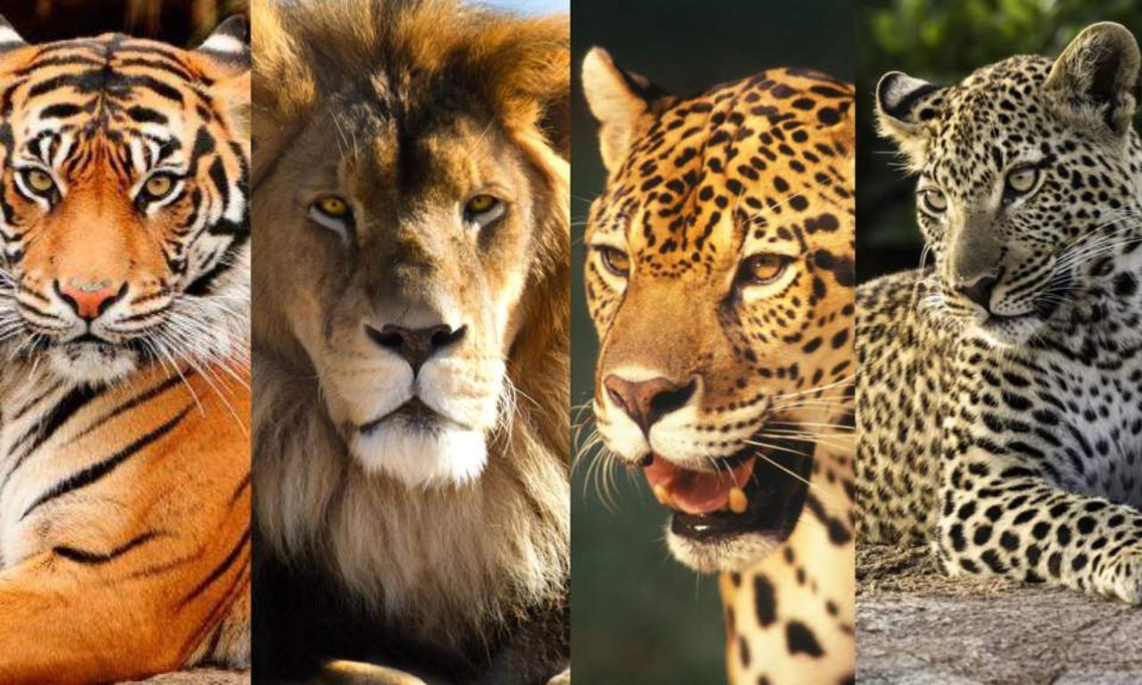 Felinos, Tigre, Leão, Animais
