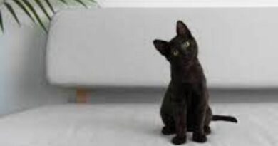 Dia Mundial da Conscientização pelo Gato Preto
