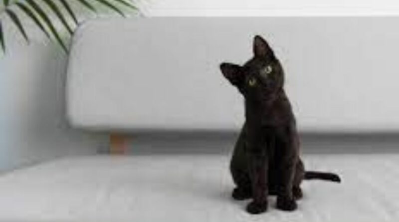 Dia Mundial da Conscientização pelo Gato Preto