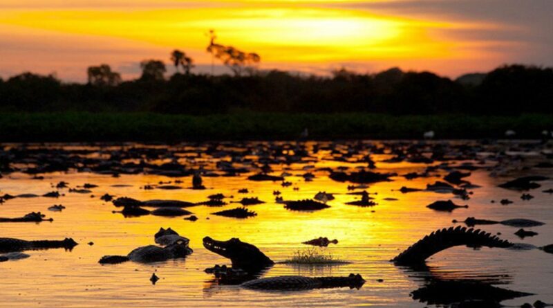 Pantanal, jacaré, crocodilo