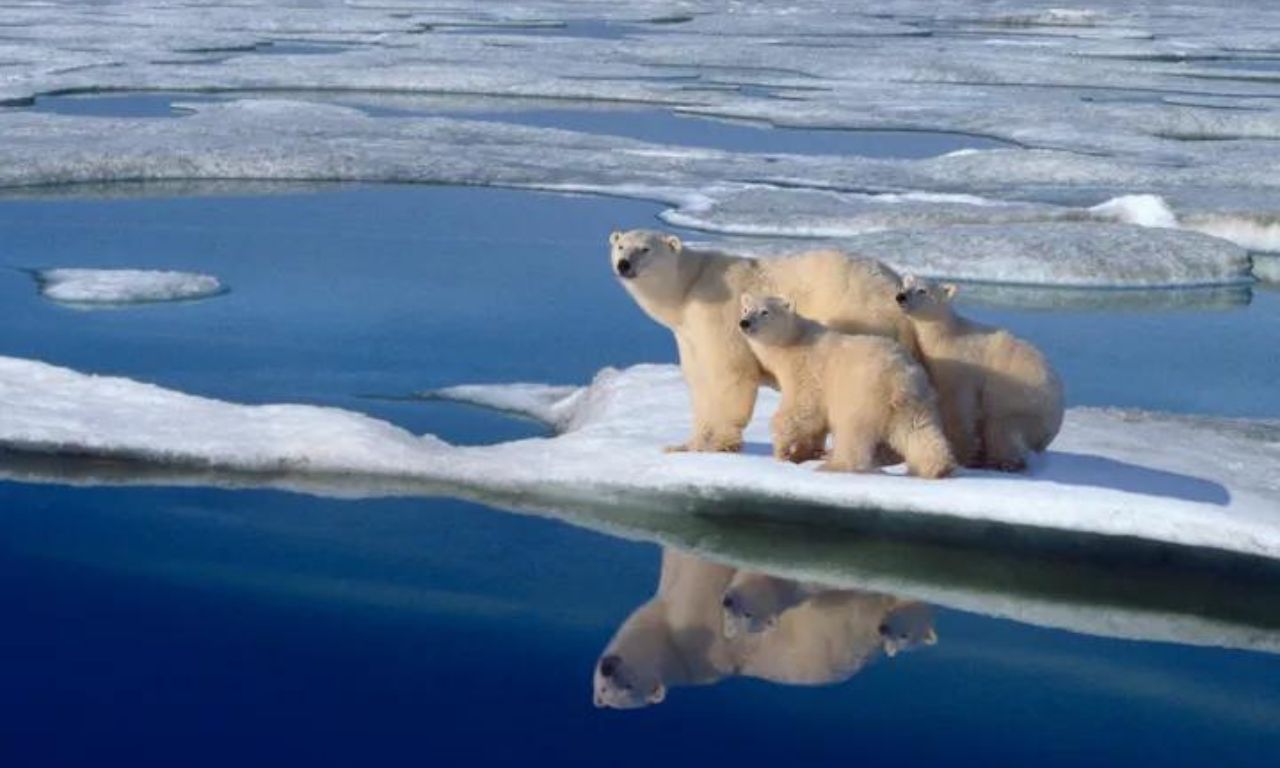 Urso Polar - Artíco Foto Reprodução